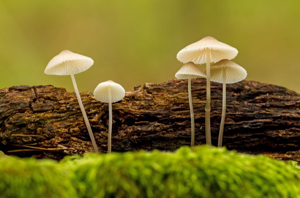 Close-up photo of beige conical mushrooms in front of a lichen-covered log